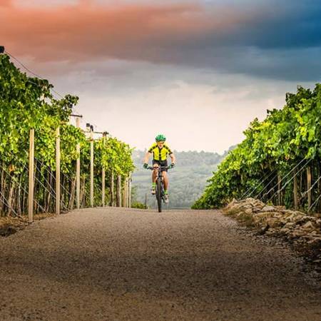 Through the vineyards