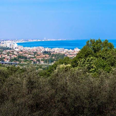 Olive Oil Tour